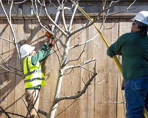 ABC Residential Tree Services